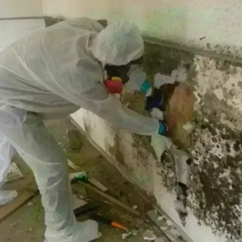 Mold Remediation and Removal in Mishicot, WI